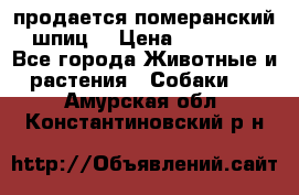 продается померанский шпиц  › Цена ­ 35 000 - Все города Животные и растения » Собаки   . Амурская обл.,Константиновский р-н